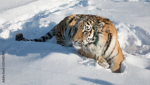 Close-up portrait of Siberian Tiger, Beautiful face portrait of Amur Tiger