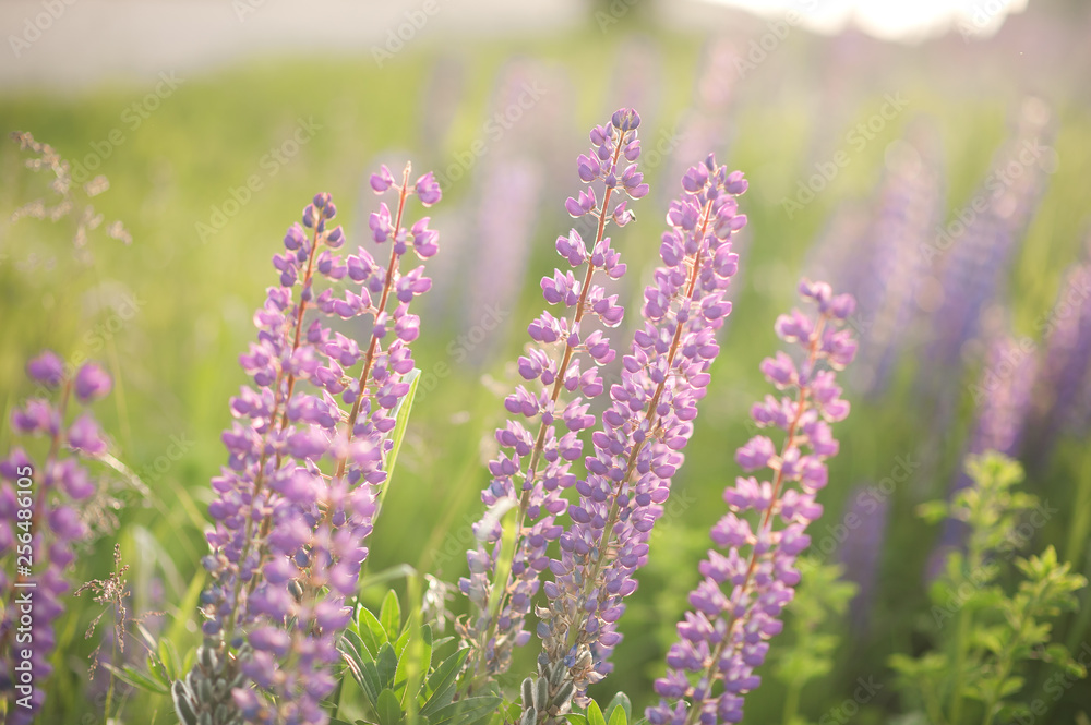 Fototapeta premium purple lupins in nature