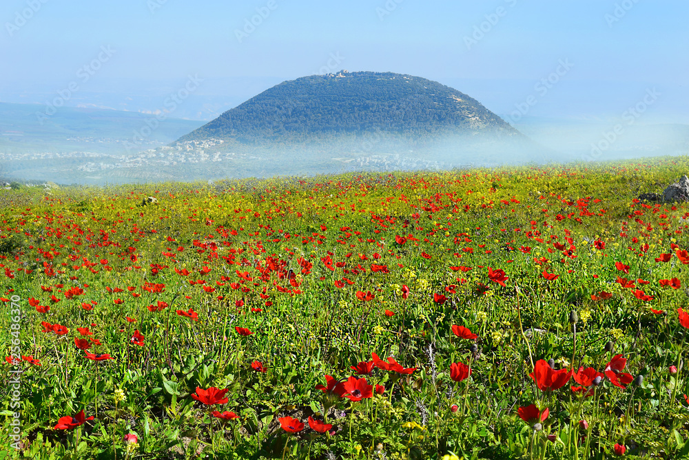 spring bloom of poppies in Galilee in the area of Mount Tabor, Israel
