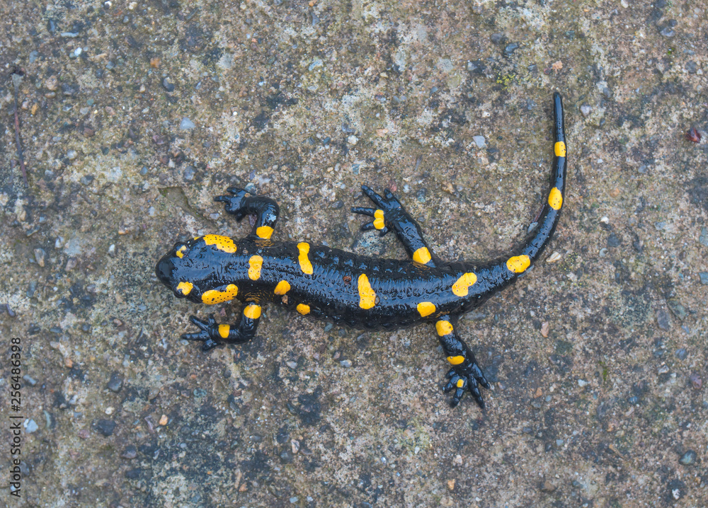 Fototapeta premium Black yellow salamander