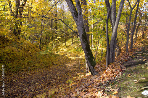 golden trees autumn, golden lists