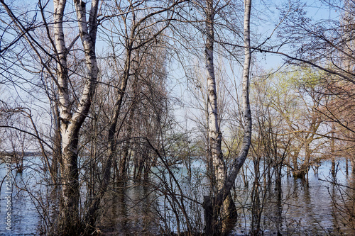 spring trees stood in the water at high tide on a sunny warm day on the lake and blue sky