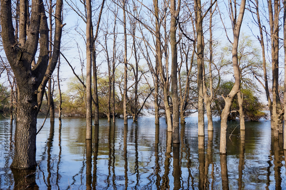 spring trees stood in the water at high tide on a sunny warm day on the lake and blue sky spring trees stood in the water at high tide on a sunny warm day on the lake and blue sky