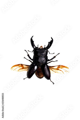 Big black beetle, isolate on a white background, dorcus titanus photo