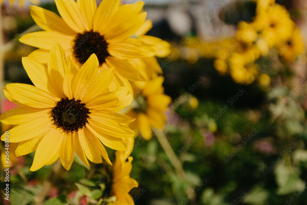 yellow flowers close up view yellow flowers close up view