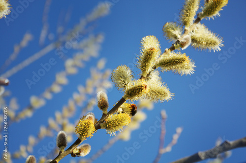 Pussy willow on the blue sky background.