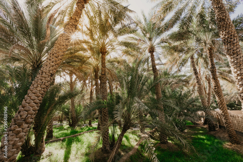 View of the unesco enlisted oasis in Al Ain  UAE