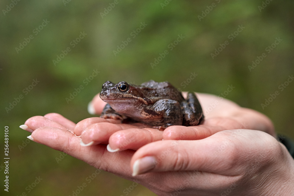 Obraz premium Brown frog in woman's hands.