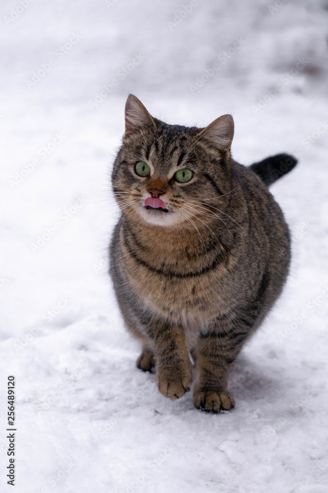 cat in the snow cat in the snow