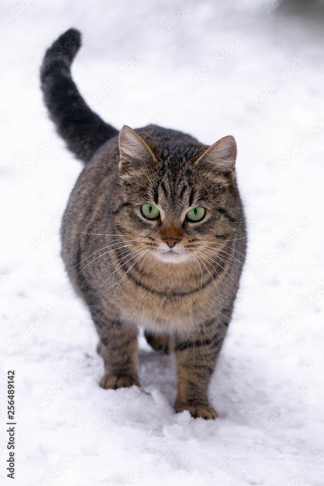 cat in the snow