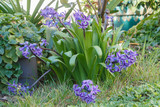Purple hyacinth plant in a garden during winter