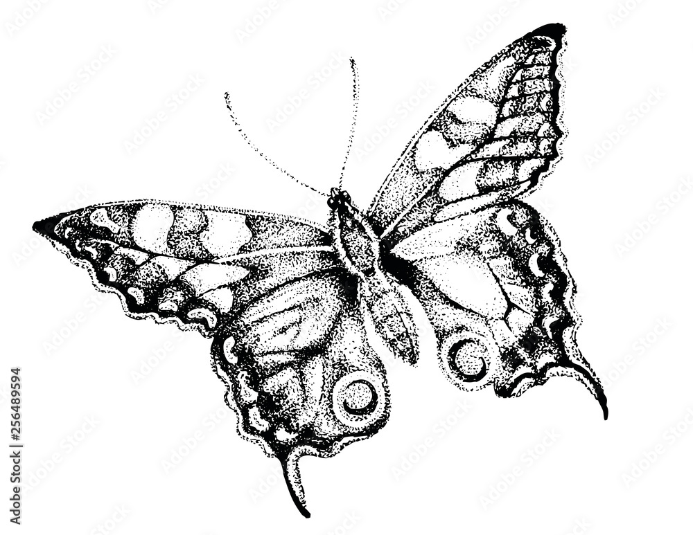 Butterfly Drawing, Butterfly Pen and Ink Illustration, Drawing of