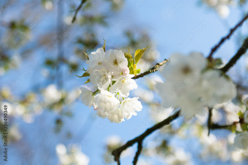 Sakura blooming in spring against a blue sky Sakura blooming in spring against a blue sky