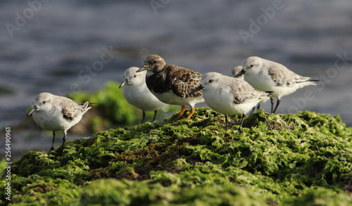 Turnstone and Sanderlings