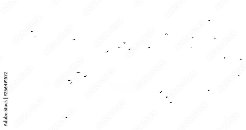 a flock of crows flying from right to left on a white background