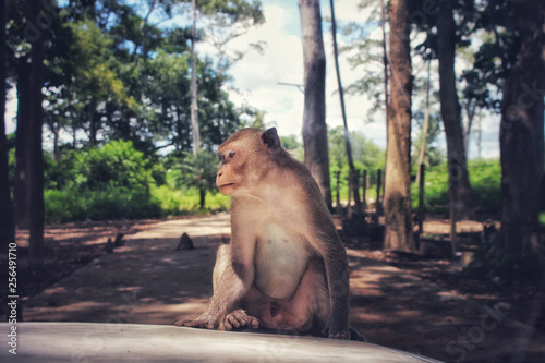 Monkey sitting on the front of the car in the wild.