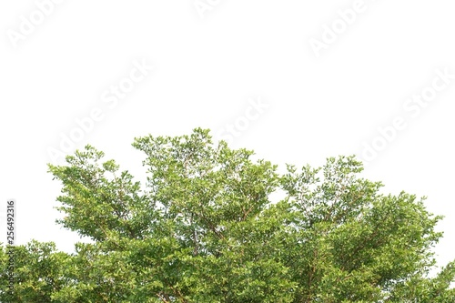 Top view tall tropical tree with leaves branches on white isolated background for green foliage backdrop 