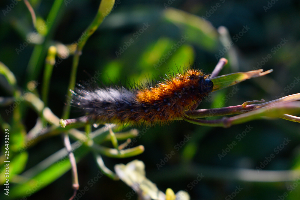 Caterpillar of the meadows. Ocnogyna baetica lepidopterous. Spanish insect. Orange, grey and brown caterpillar grip to a stalk.