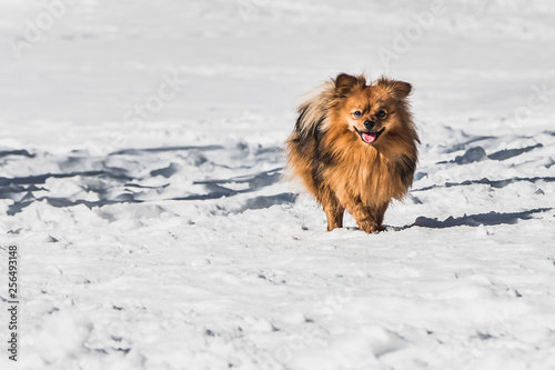 A beautiful little orange Pomeranian or Pom is a breed of dog of the Spitz running in white snow in winter © Tatiana Kuklina