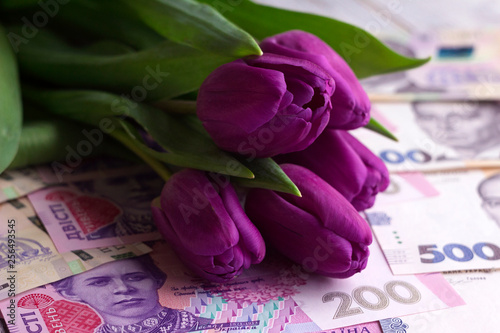 Bouquet of purple tulips and Ukrainian national currency (hryvnia), money - a gift for the holiday, concept