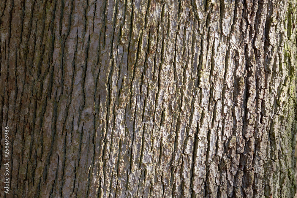 bark of a tree bark of a tree