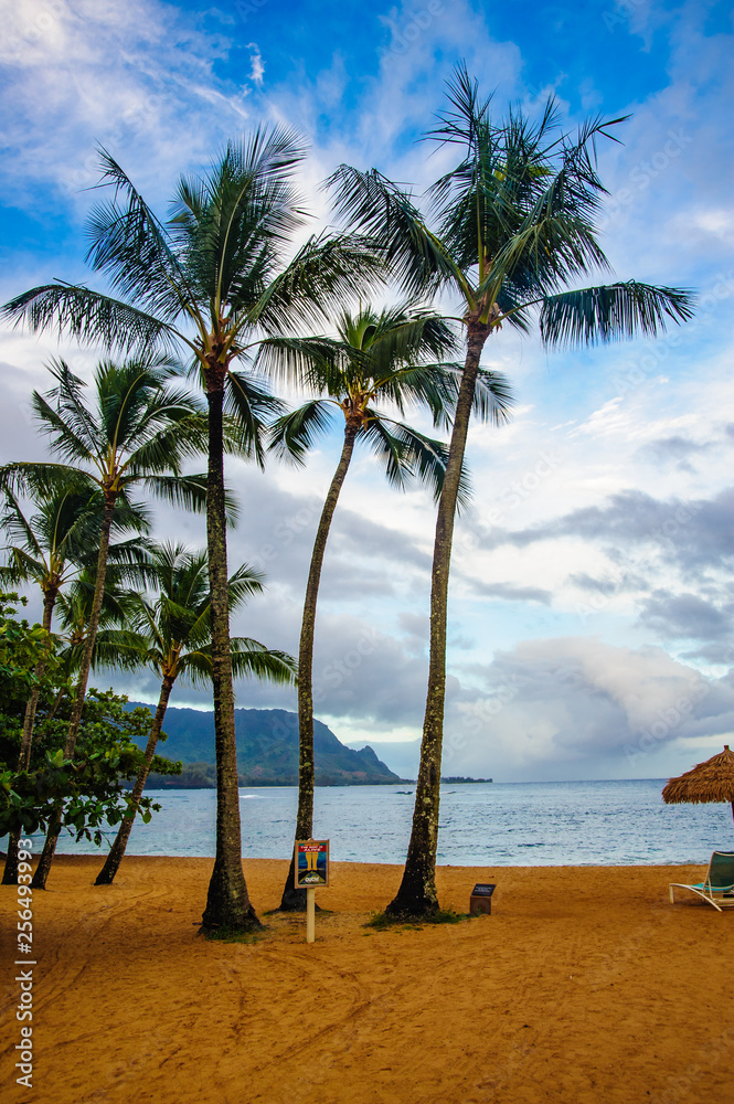 Obraz premium Beautiful Tropical photos tall palms