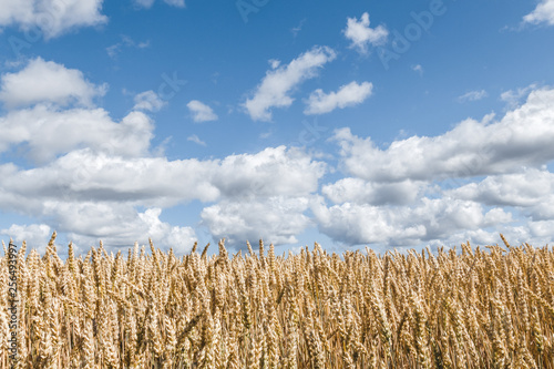 Golden wheat field under blue sky