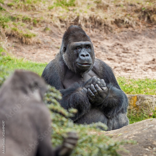 Portrait of an adult male western lowland gorilla