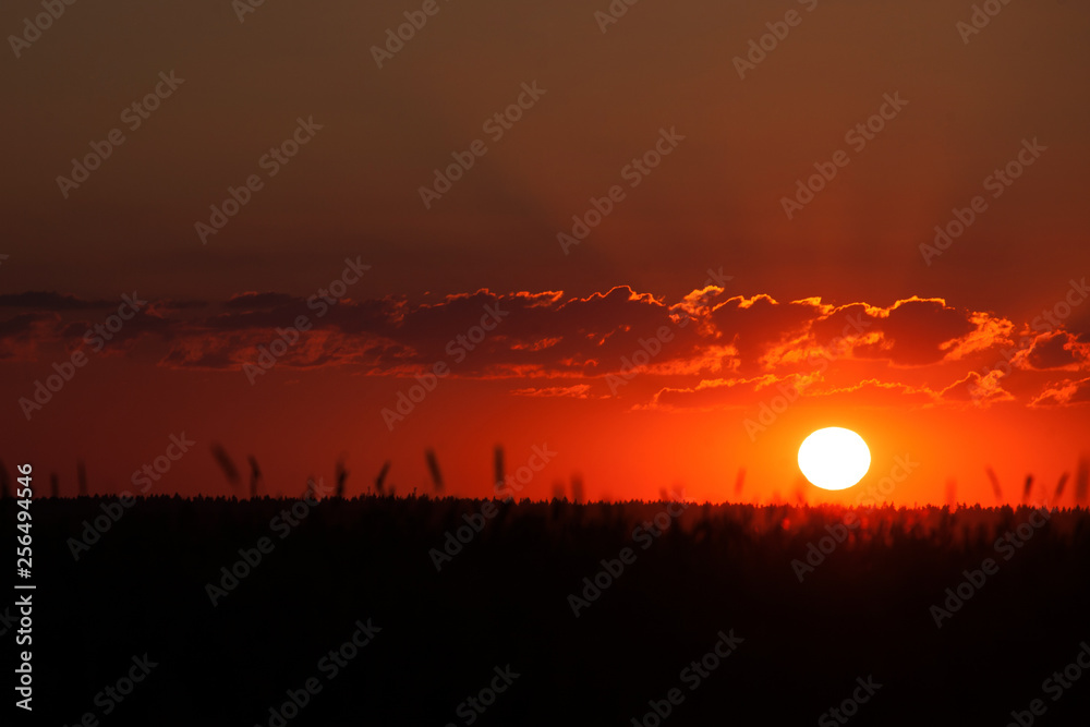 Obraz premium sunset in the field in summer