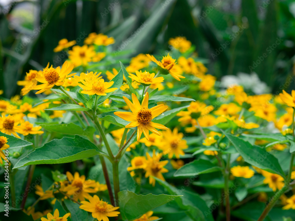 dramatic close up beautiful Little Yellow Star flower (Melampodium divaricatum) on green garden background dramatic close up beautiful Little Yellow Star flower (Melampodium divaricatum) on green garden background