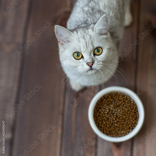A Scottish cat with yellow eyes eats dry food on a wooden background.