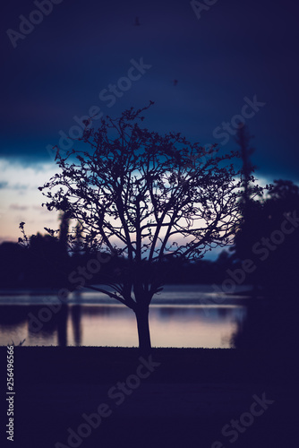 Dark & Moody Tree On Lake