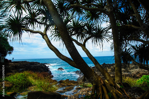 Beautiful Tropical photos silhouetted trees