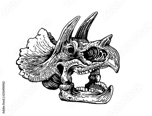 Graphical skull of triceratops isolated on white,vector sketch for tattoo and printing,paleontology