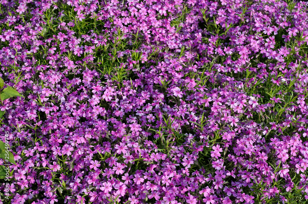 flower, nature, flowers, pink, garden, plant, purple