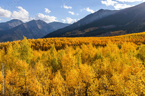 Sunset Golden Valley - Autumn sunset view of a dense colorful aspen grove in a valley at base of steep peaks of Sawatch Range. Twin Lakes, Leadville, Colorado, USA.
