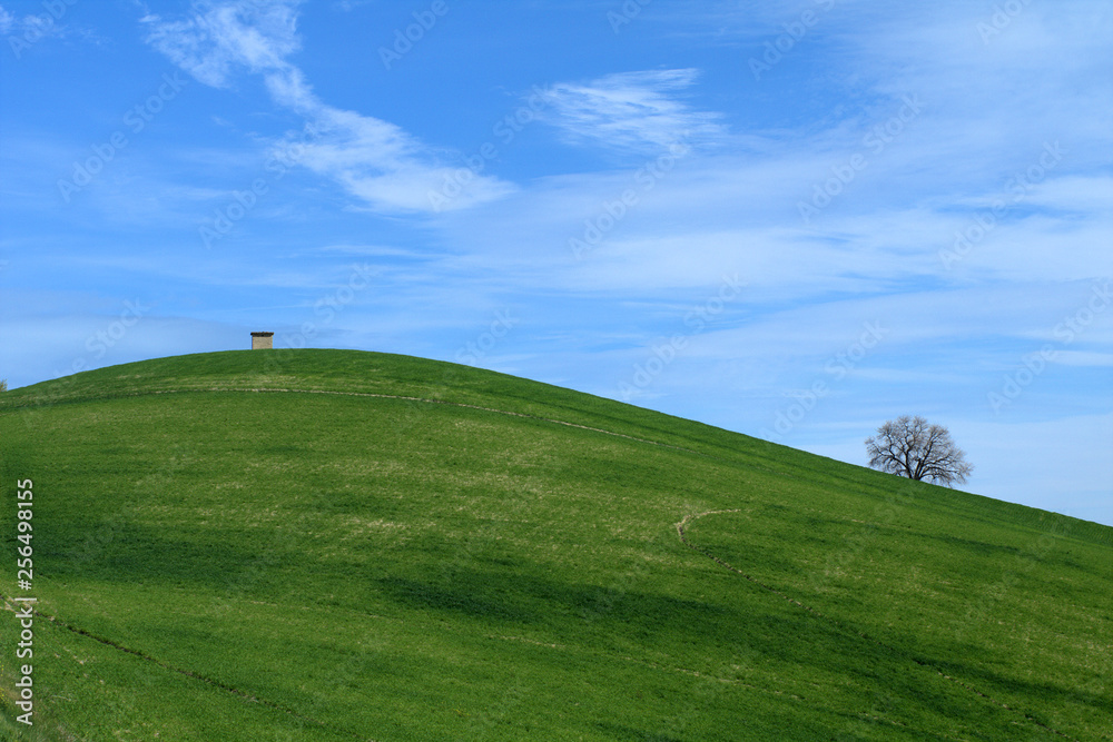 Fototapeta premium green field and blue sky,spring,countryside,rural,agriculture,hill,landscape,view