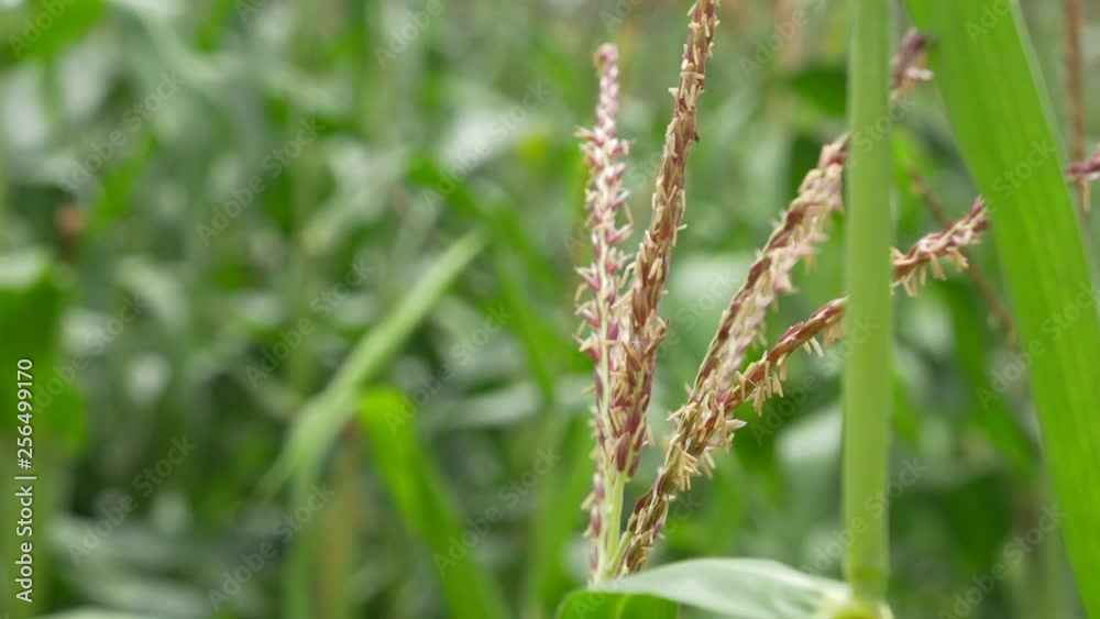 Corn Field in Zimbabwe, Africa, Slow Motion Close Up Rack Focus Corn Field in Zimbabwe, Africa, Slow Motion Close Up Rack Focus
