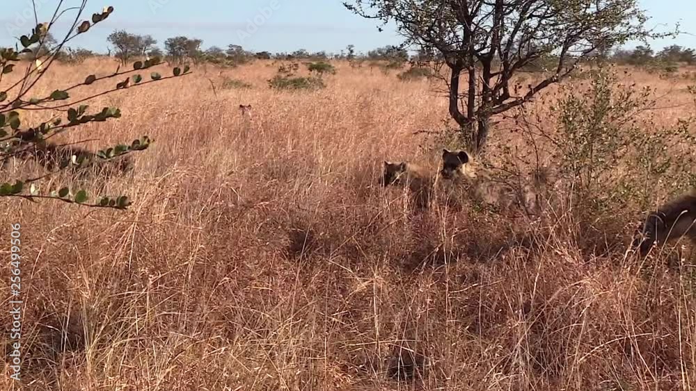 Hyenas watching prey and running around on dry grass in Greater Kruger National Park in South Africa. Hyenas watching prey and running around on dry grass in Greater Kruger National Park in South Africa.