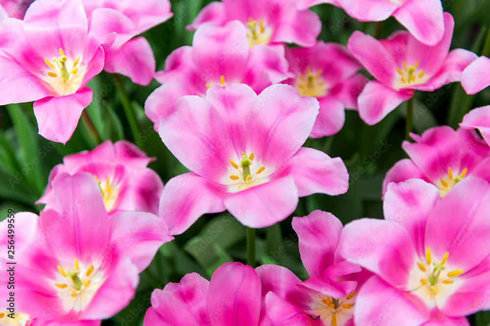 beautiful dutch tulips blooming in spring beautiful dutch tulips blooming in spring