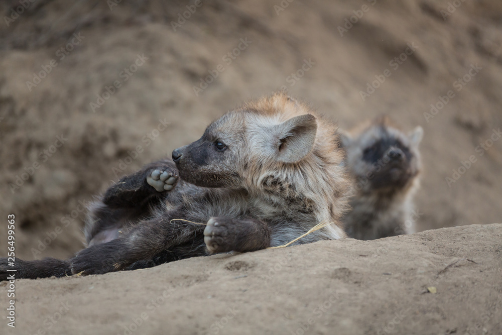 Hyaena cubs laying outside a den Hyaena cubs laying outside a den