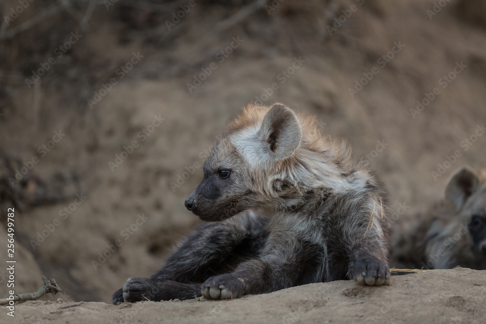 Hyaena cubs laying outside a den Hyaena cubs laying outside a den