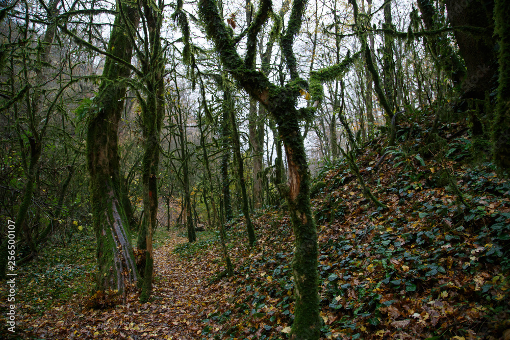 Tropical greens in the gorges of the Caucasus. Cloudy weather, rain, the area of Sochi. Tropical greens in the gorges of the Caucasus. Cloudy weather, rain, the area of Sochi.
