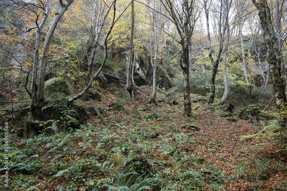 Tropical greens in the gorges of the Caucasus. Cloudy weather, rain, the area of Sochi. Tropical greens in the gorges of the Caucasus. Cloudy weather, rain, the area of Sochi.