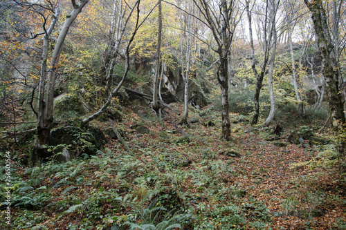 Tropical greens in the gorges of the Caucasus. Cloudy weather, rain, the area of Sochi.