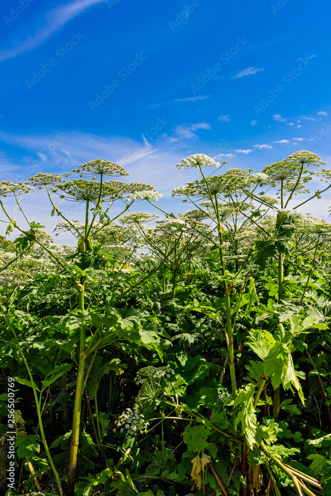 blooming field of heracleum sosnowskyi on a summer day
