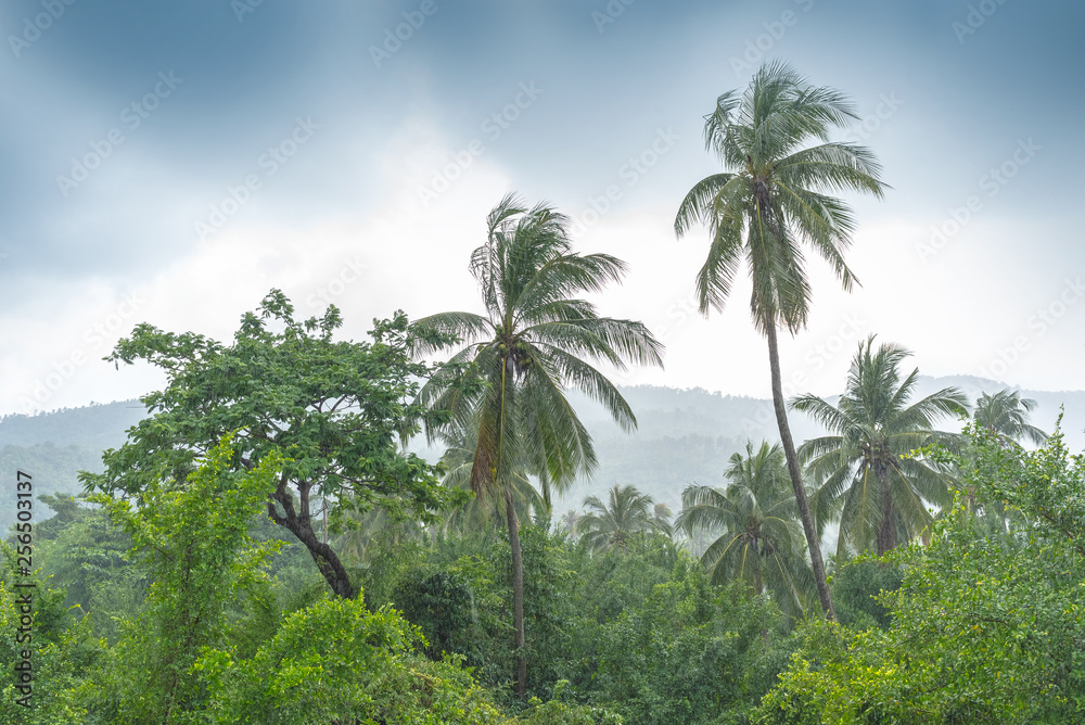 Obraz premium Tropical jungle and rain. Thailand landscape