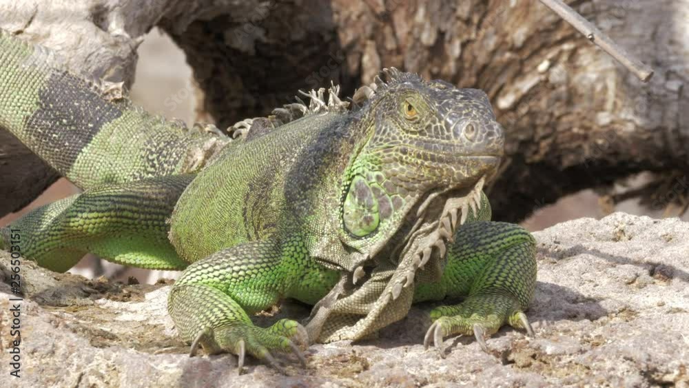 Close-up shot of big green iguana sunbathing on the stone Close-up shot of big green iguana sunbathing on the stone
