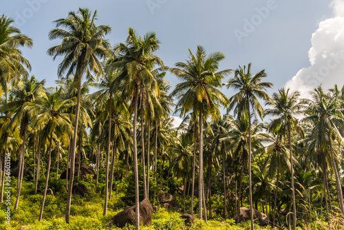 Jungle palms forst at Koh Samui Island, Thailand