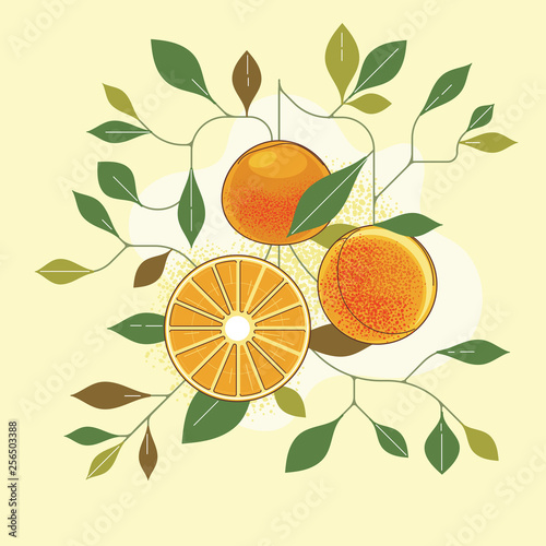 Illustration of Mandarines, Tangerine, Clementine or Citrus fruit with Leaves 